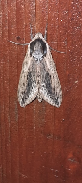 Sphinx ligustri - fagyalszender