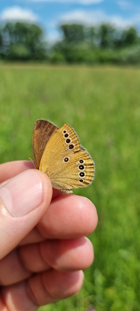 Coenonympha oedippus - ezüstsávos szénalepke
