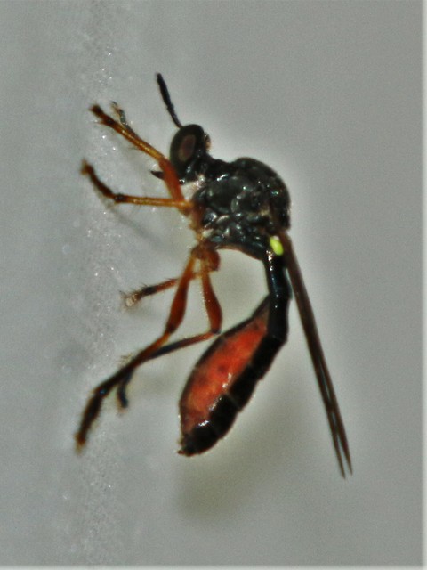 Dioctria