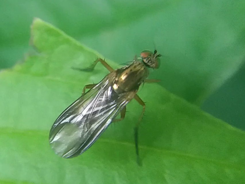 Dolichopodidae - szúnyoglábú legyek