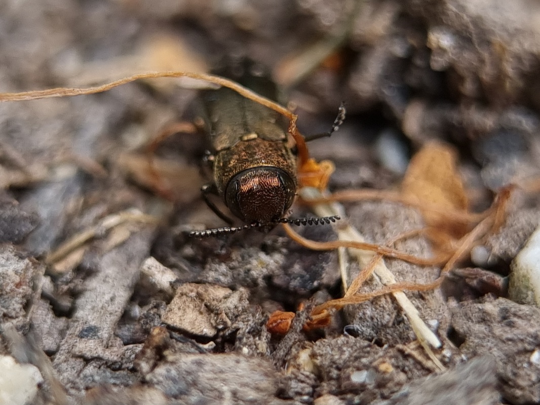Agrilus macroderus - rózsa-karcsúdíszbogár