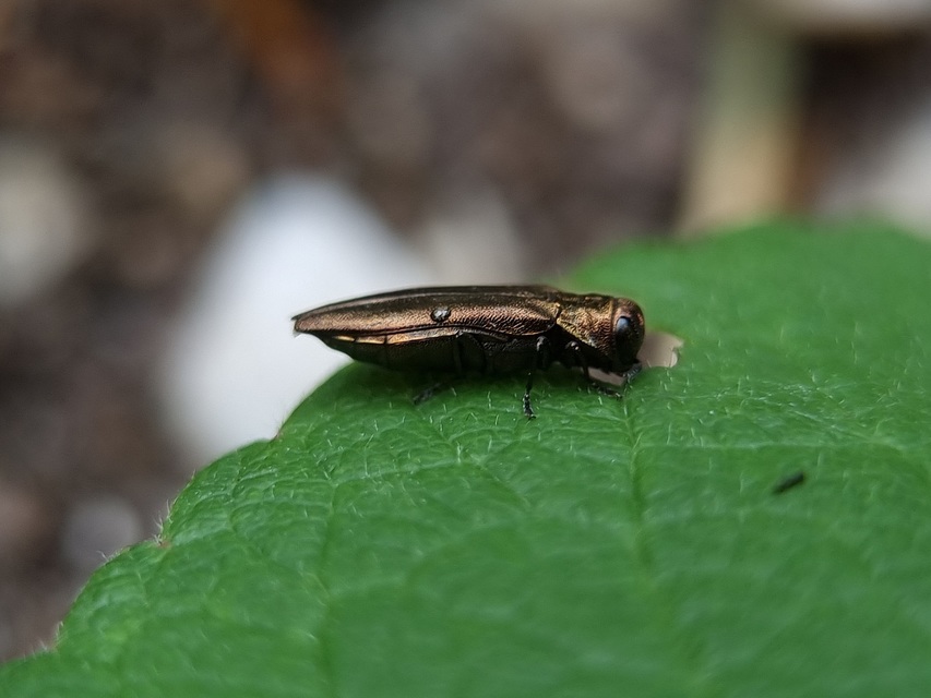 Agrilus macroderus - rózsa-karcsúdíszbogár
