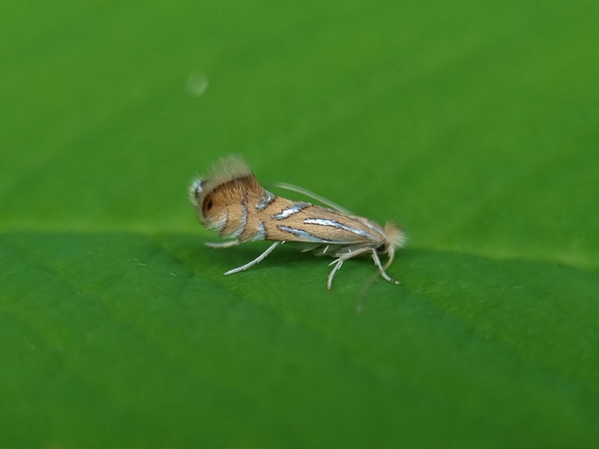 Phyllonorycter platani - platánlevél-sátorosmoly