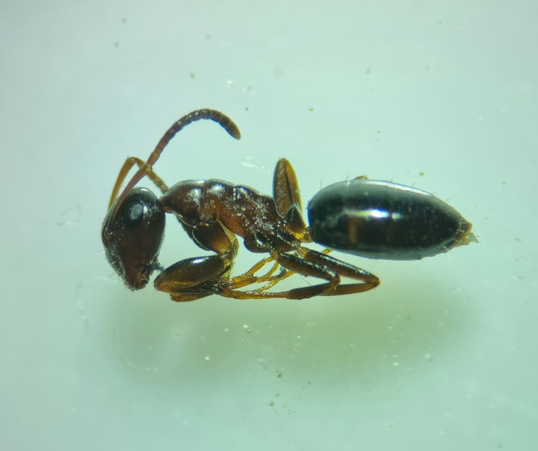 Colobopsis truncata - kapushangya