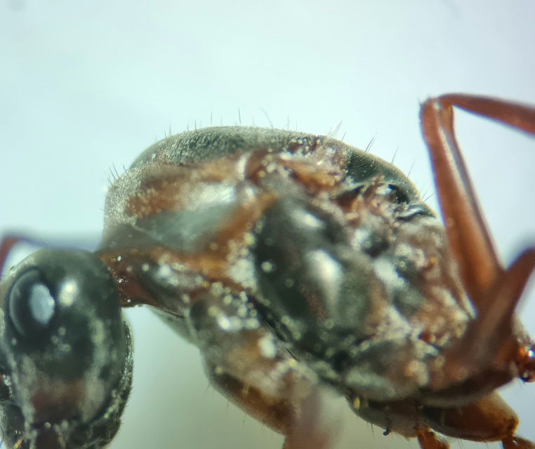 Formica cunicularia - gyakori rabszolgahangya