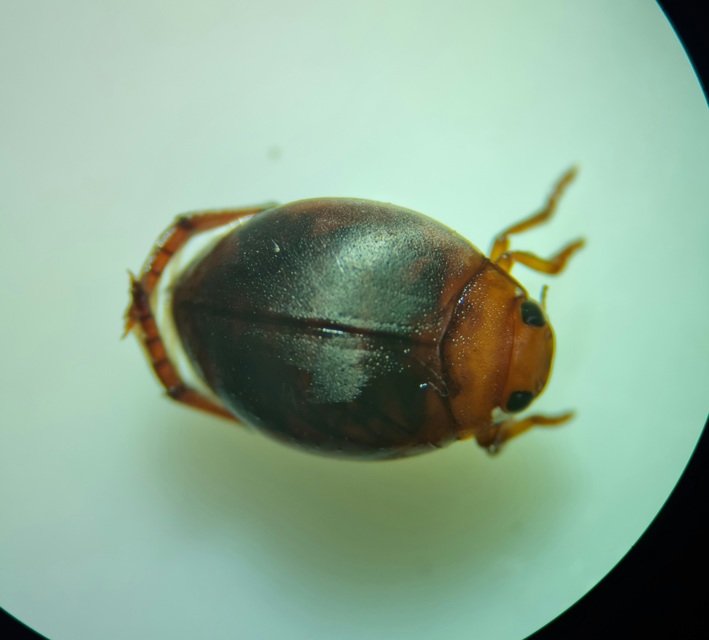 Hyphydrus ovatus - gyakori gömbcsíkbogár