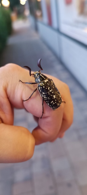Polyphylla fullo - csapó cserebogár