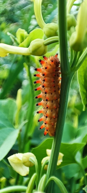 Zerynthia polyxena - farkasalmalepke