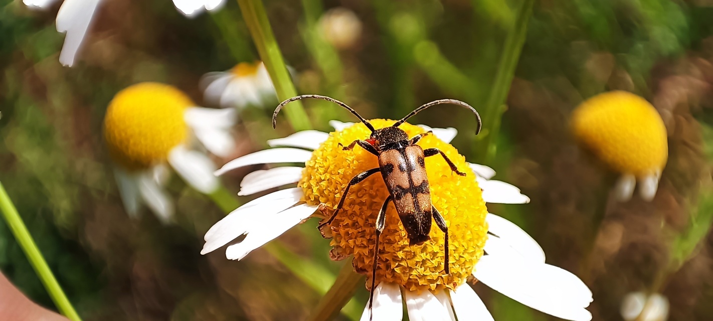 Pachytodes erraticus - rajzos virágcincér