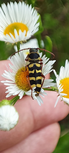 Echinocerus floralis - lucerna-darázscincér