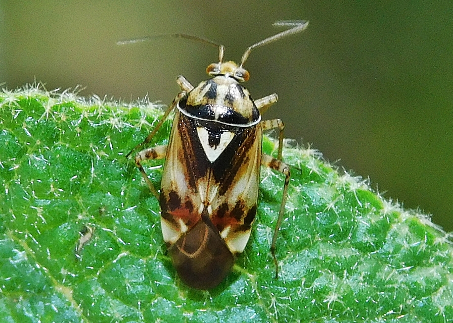 Lygus pratensis - változó mezeipoloska
