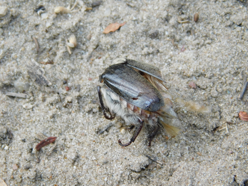 Anoxia pilosa - pusztai cserebogár