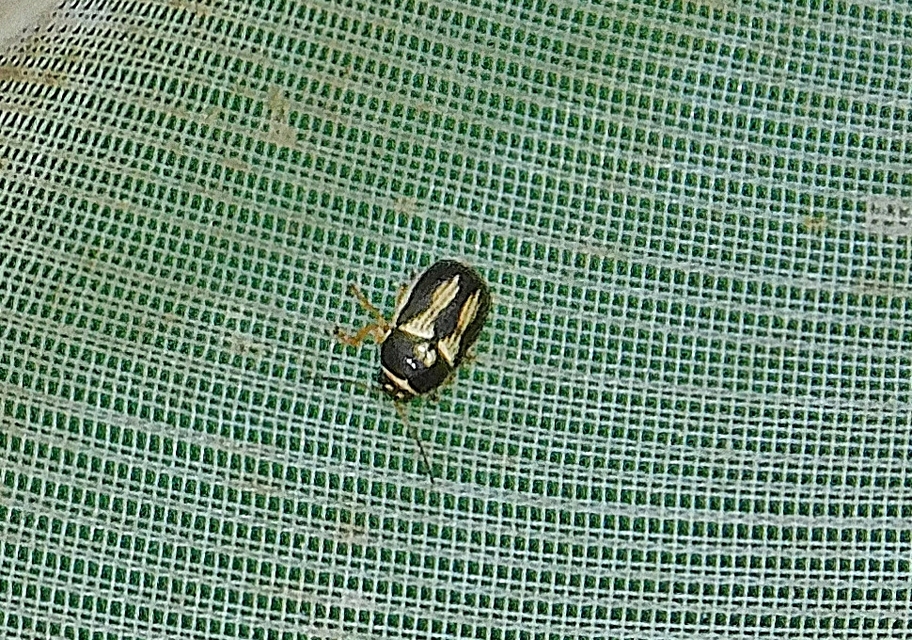 Cryptocephalus bilineatus - rovátkolt zömökbogár