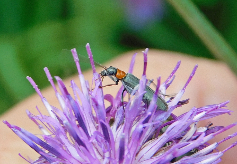 Oedemera croceicollis - pirostorú álcincér