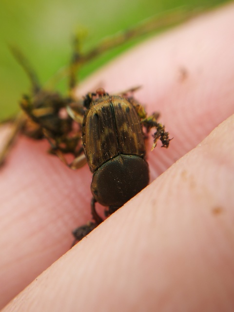 Euoniticellus fulvus - halványfoltos trágyatúró