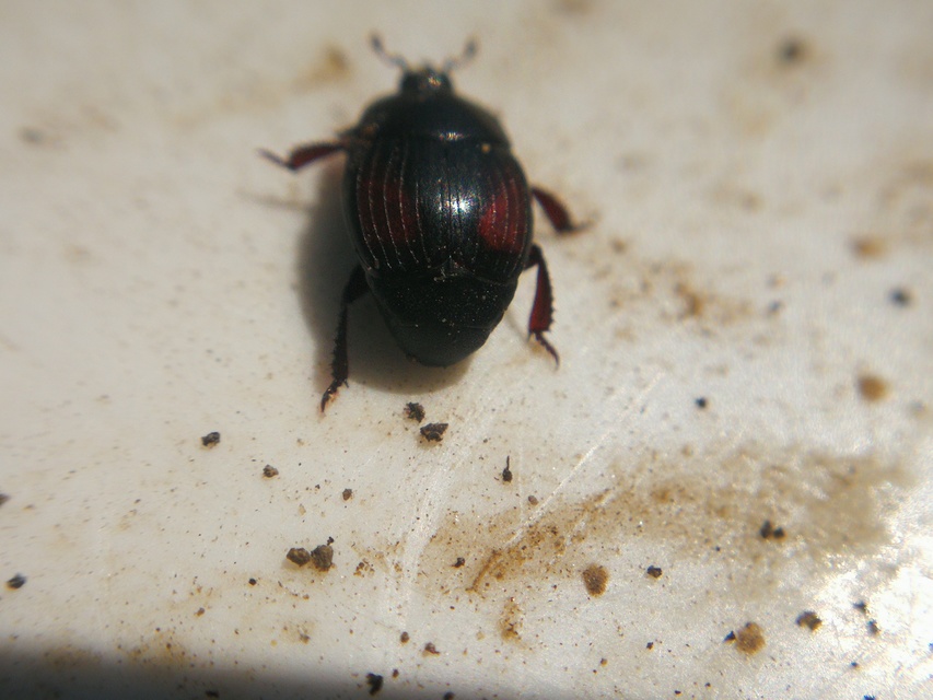 Margarinotus purpurascens - vöröslő sutabogár