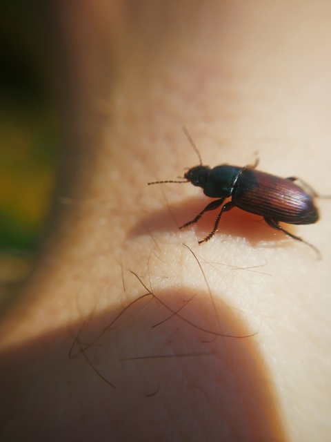 Harpalus distinguendus - mezei lomhafutó