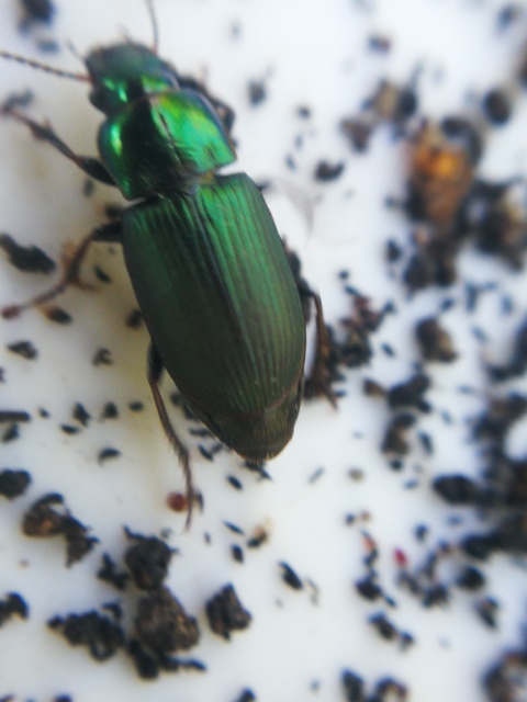 Harpalus distinguendus - mezei lomhafutó