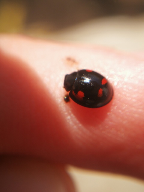 Exochomus quadripustulatus - négyfoltos szerecsenkata