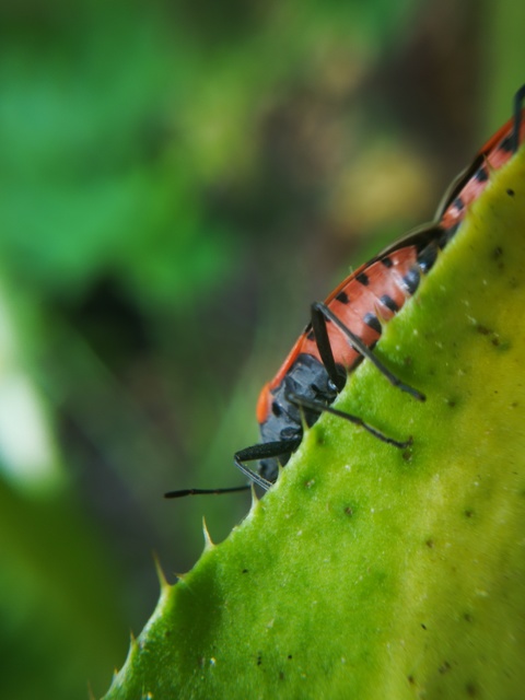 Lygaeus equestris/simulans