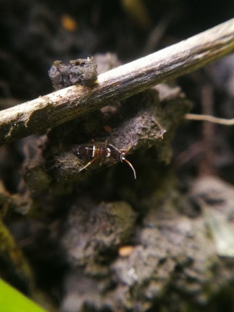 Collembola - Ugróvillások