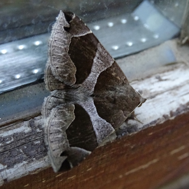 Dysgonia algira - déli porcelánbagoly