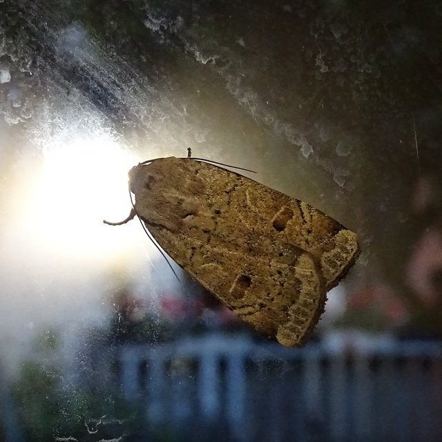 Noctua comes - kis sárgafűbagoly
