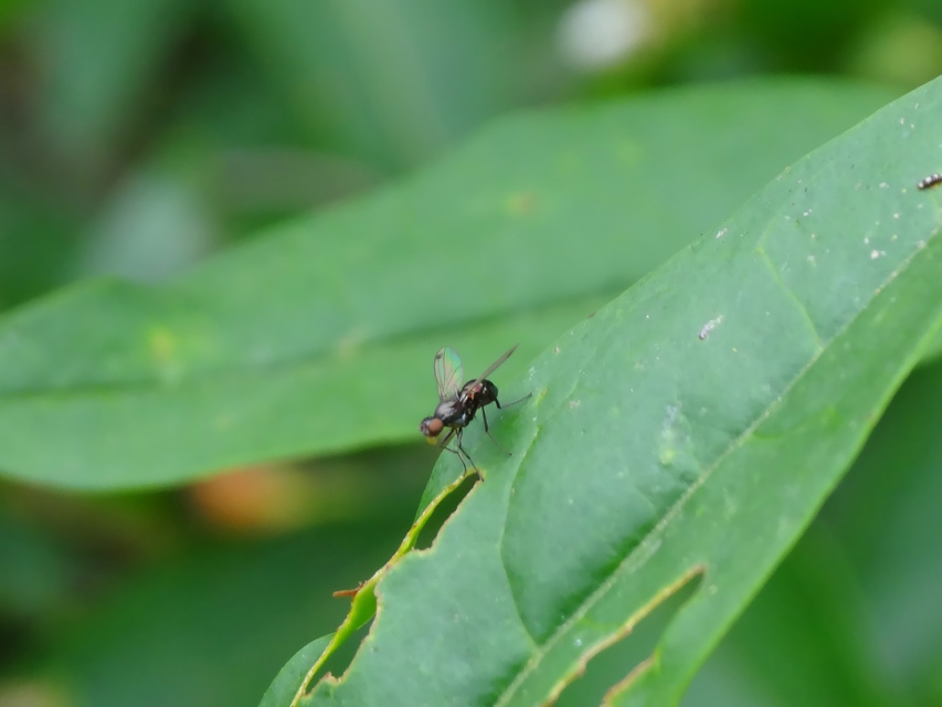 Sepsidae - billegetőlégyfélék