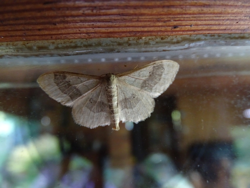 Idaea aversata - nagy sávosaraszoló