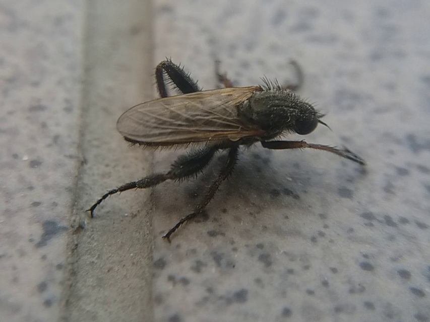 Empididae - táncoslegyek