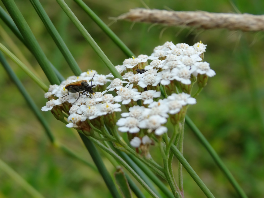 Oedemera femorata - sárgahátú álcincér