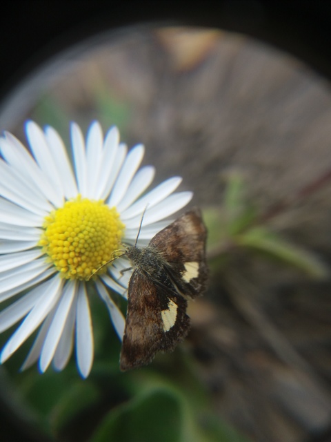 Panemeria tenebrata - apró sárgabagoly