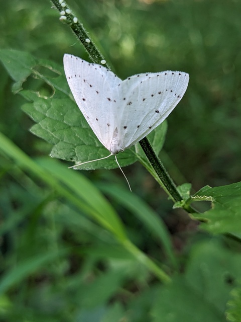 Orthostixis cribraria - pettyes fehéraraszoló