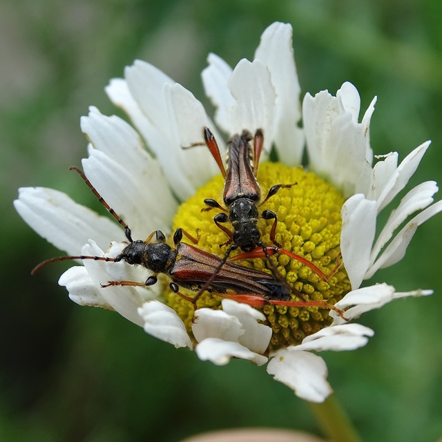 Stenopterus rufus - tarkacsápú keskenyfedőscincér