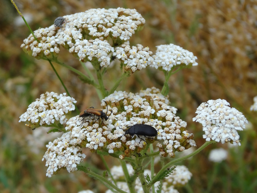 Podonta nigrita - szerecsenbogár