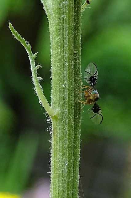 Diptera - Kétszárnyúak