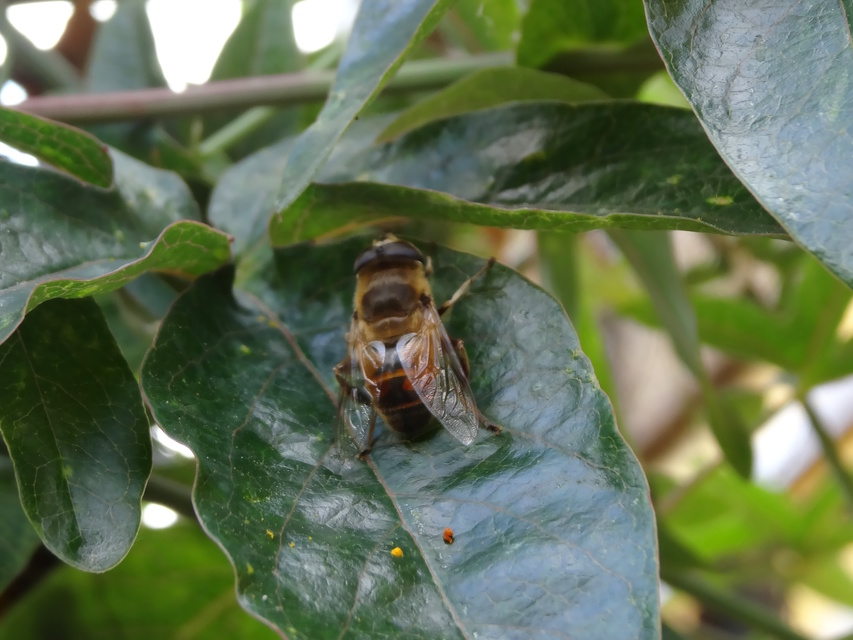 Eristalis tenax - közönséges herelégy
