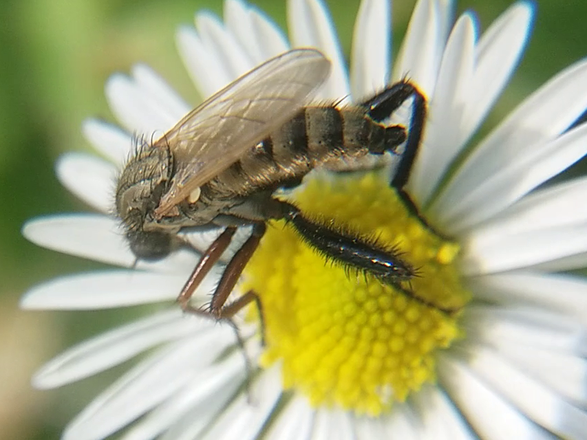 Empididae - táncoslegyek