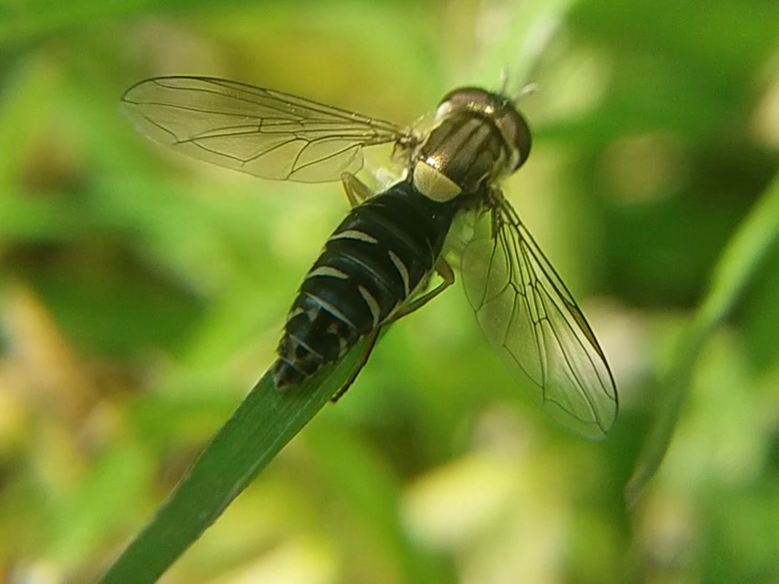 Sphaerophoria