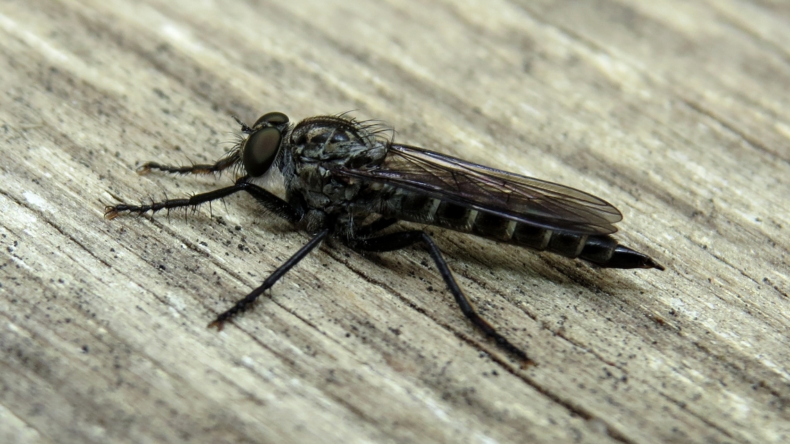 Tolmerus atripes