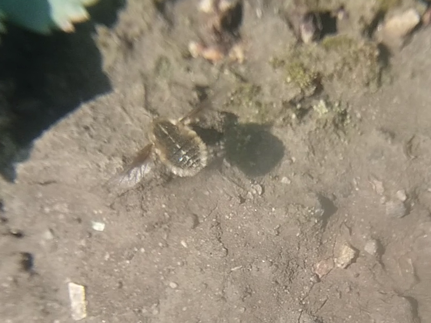 Bombylius