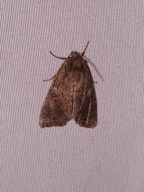 Apterogenum ypsillon - ipszilon-erdeibagoly