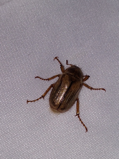 Amphimallon solstitiale - bordás sárgacserebogár