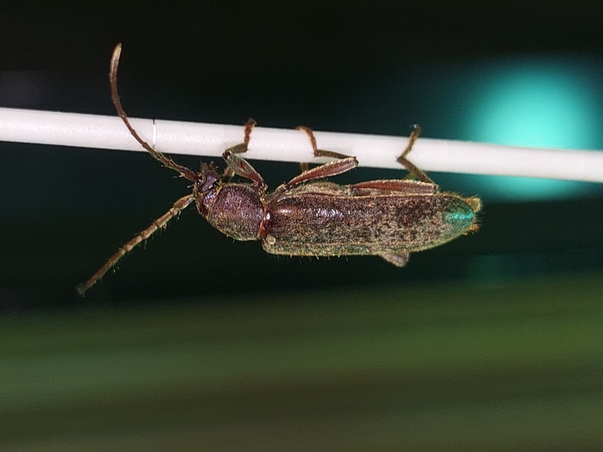 Trichoferus campestris - szállóvendég éjicincér