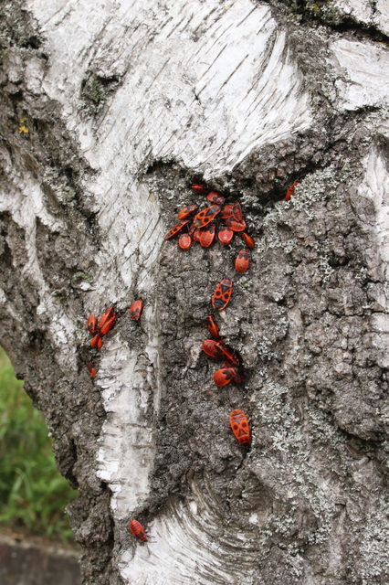 Pyrrhocoris apterus - verőköltő poloska