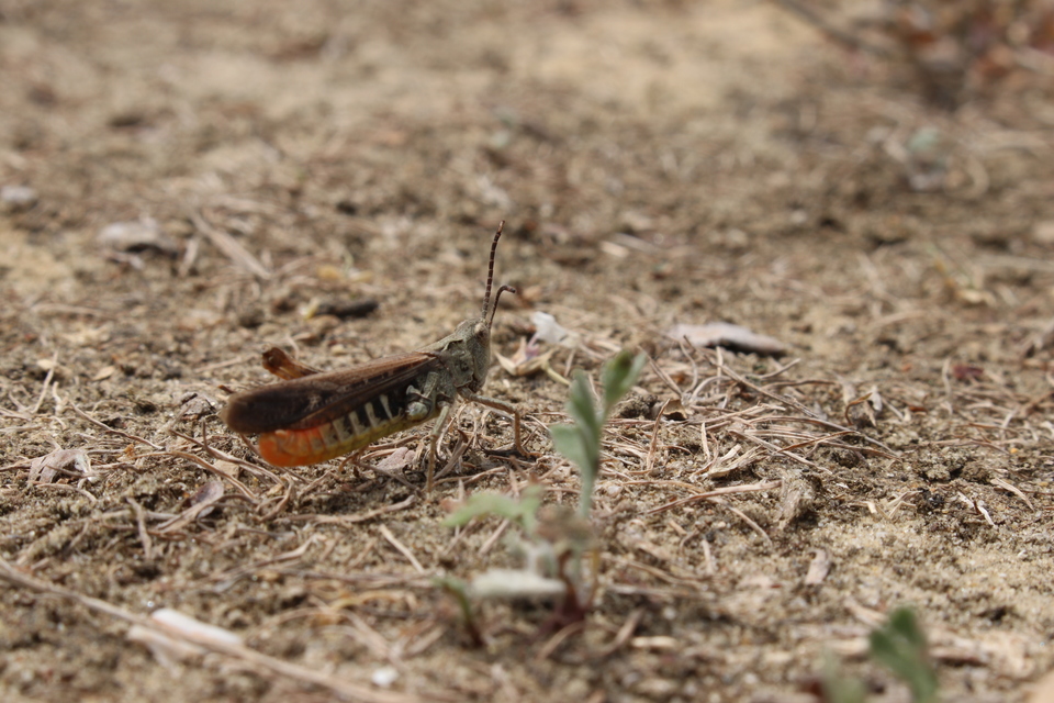 Omocestus