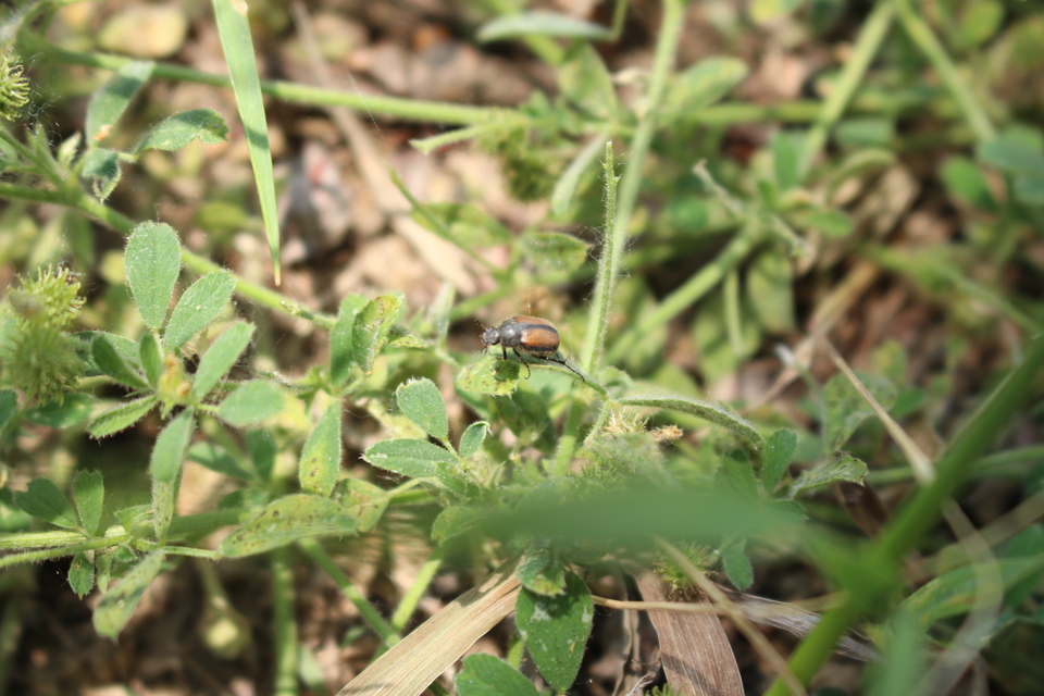 Omaloplia nigromarginata - szegélyes kiscserebogár