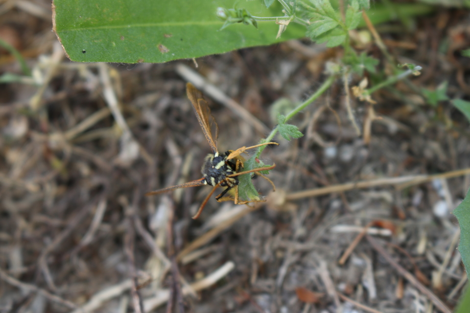 Sesiidae - szitkárfélék