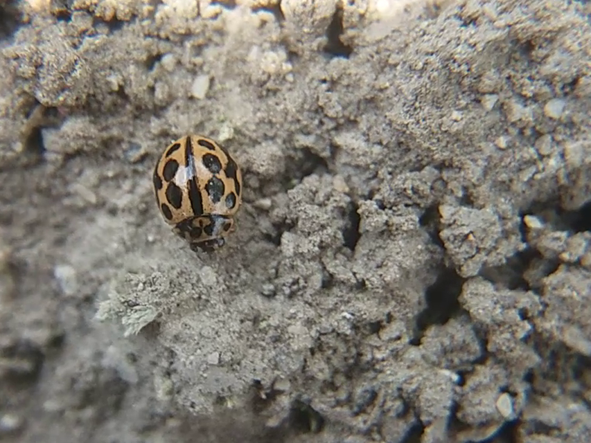 Tytthaspis sedecimpunctata - tizenhatpettyes katica