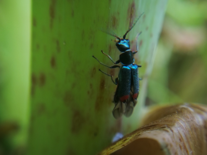 Clanoptilus geniculatus - sárgaarcú bibircsesbogár